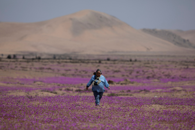 Guru Ilmu Pengetahuan Alam dan biologi Gina Arancio berjalan di area gurun Atacama yang sebagian tertutup bunga selama 'Desierto Florido' (gurun mekar), di Copiapo, Chile.  Foto: Pablo Sanhueza/REUTERS