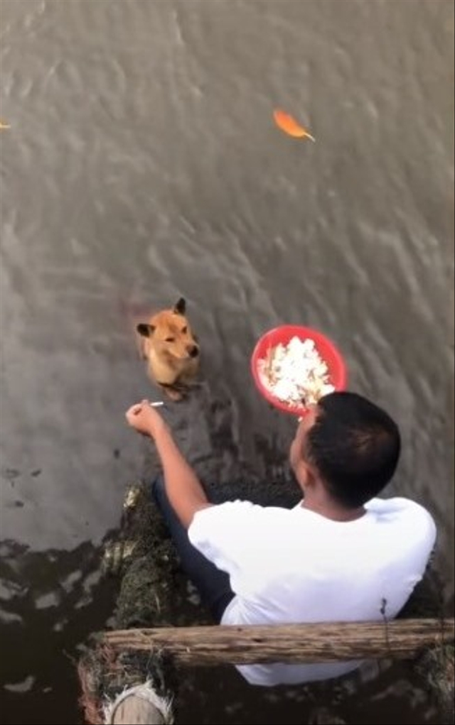 Viral kisah kawanan anjing harus berenang seberangi pulau demi bisa makan. (Foto: TikTok/@shrfmhdnsl)