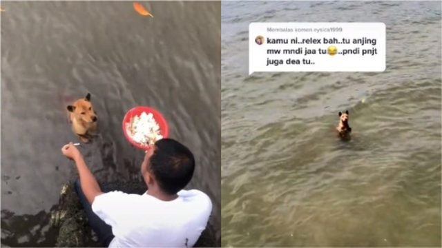 Kisah Seekor Anjing Harus Berenang Seberangi Pulau Setiap Hari demi Bisa Makan (277570)