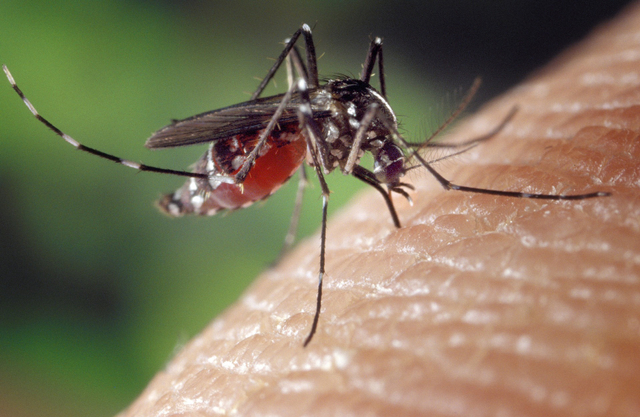 Nyamuk Aedes aegypti yang menyebabkan demam berdarah dengue. Foto: Pixabay
