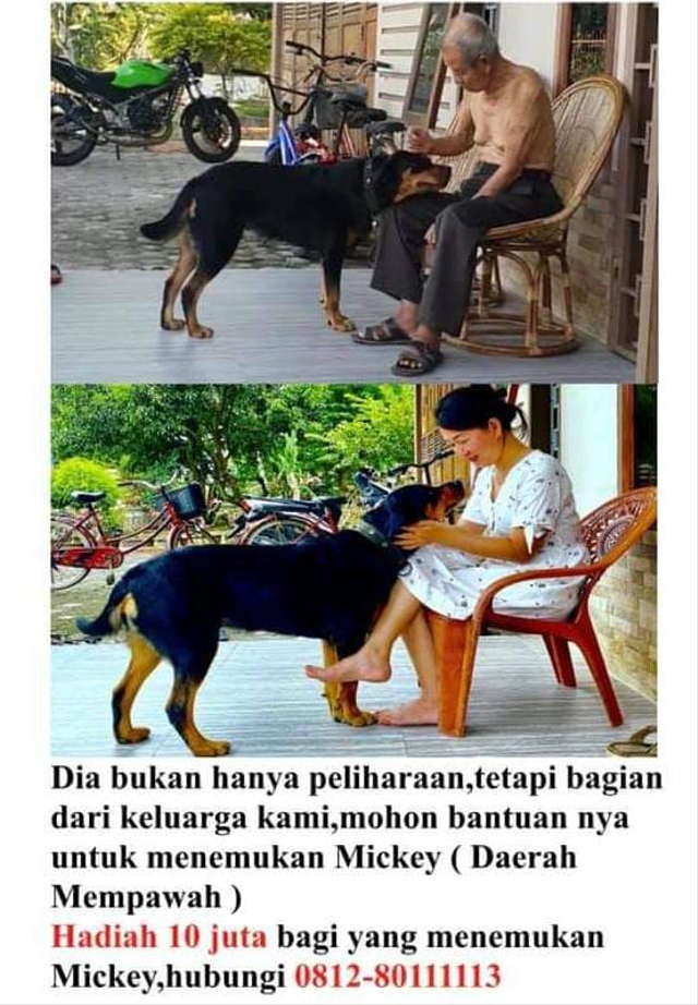 Sayembara mencari anjing hilang dengan hadiah Rp 10 juta. Foto: Dok Hi!Pontianak