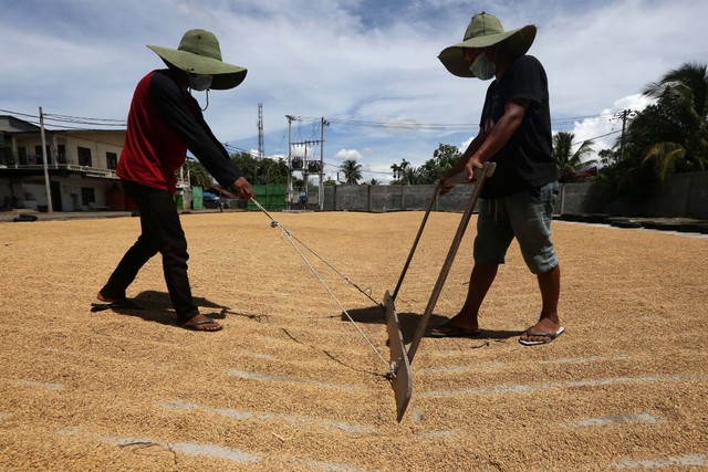 Pekerja menjemur gabah. Foto: ANTARA FOTO/Irwansyah Putra