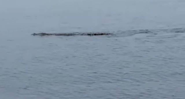 Viral Video Buaya Sepanjang 5 Meter Berenang di Pantai Bahari, Polewali Mandar (69934)