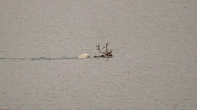 Momen dramatis seekor beruang kutub berburu dan menerkam rusa kutub terekam kamera untuk pertama kalinya. Foto: I. Kulaszewicz and P. Ulandowska-Monarcha via Polar Biology