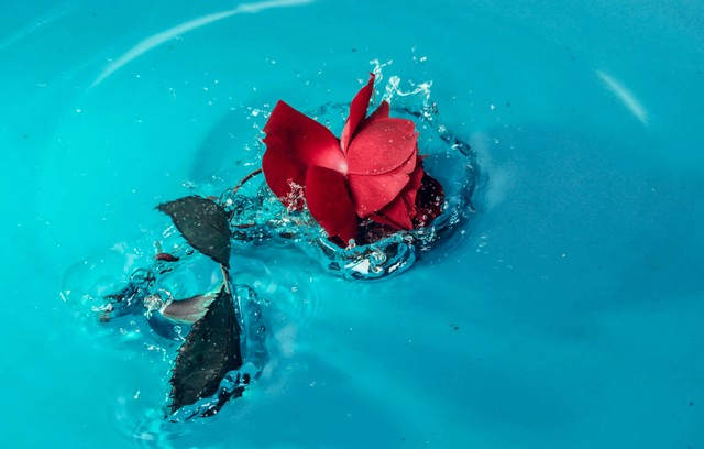 Ilustrasi Cara Membuat Air Mawar Foto: Pexels