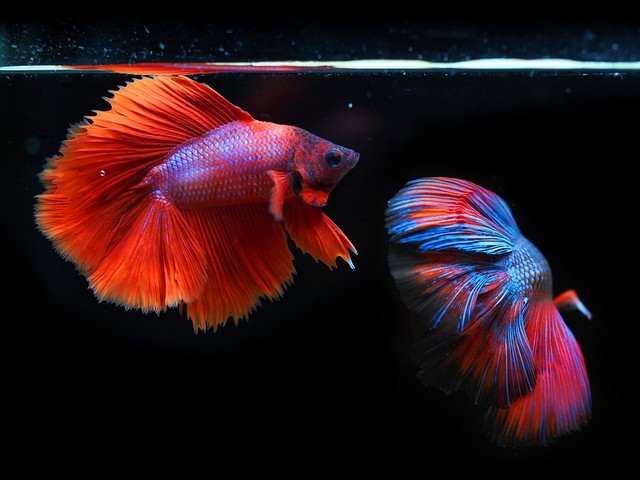 61 Koleksi Ikan Hias Air Tawar Tercantik Akuarium Terbaru