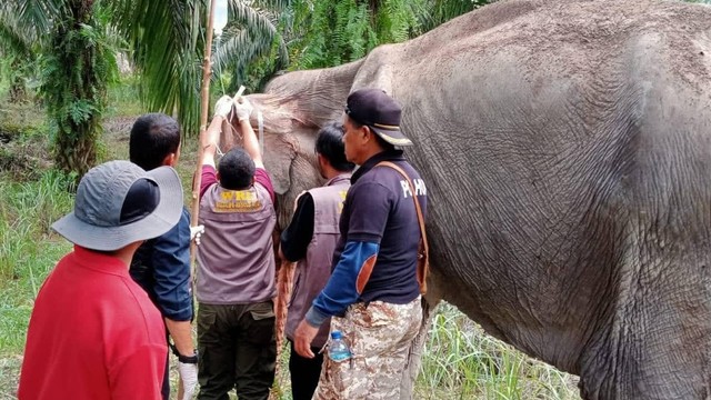 SEEKOR gajah betina berusia 30 tahun dengan berat 2 ton diobati oleh tenaga medis Balai Besar Konservasi Sumber Daya Alam (BBKSDA) Riau di Desa Pontian Mekar, Lubuk Batu Jaya, Indragiri Hulu, Riau.  