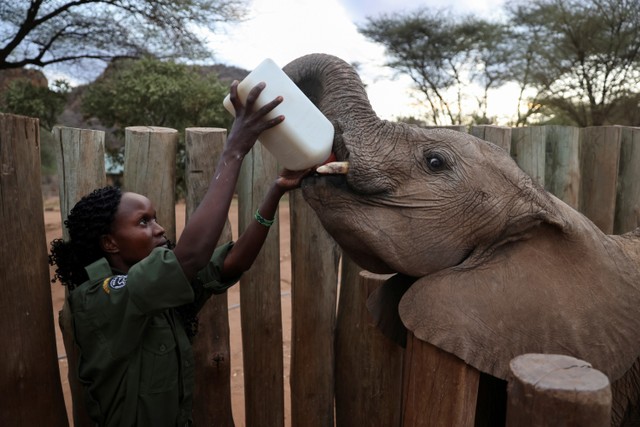 Seorang penjaga memberi makan gajah yatim piatu dengan sebotol susu, di suaka gajah Reteti di daerah Samburu, Kenya. Foto: Baz Ratner/REUTERS