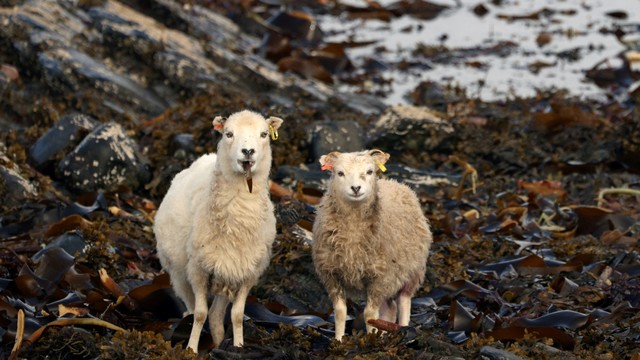 Domba memakan rumput laut di Ronaldsay Utara, Orkney, Skotlandia. Foto: Adrian Dennis/AFP