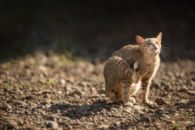 Cara Menghilangkan Kutu Kucing yang Ampuh  kumparan.com