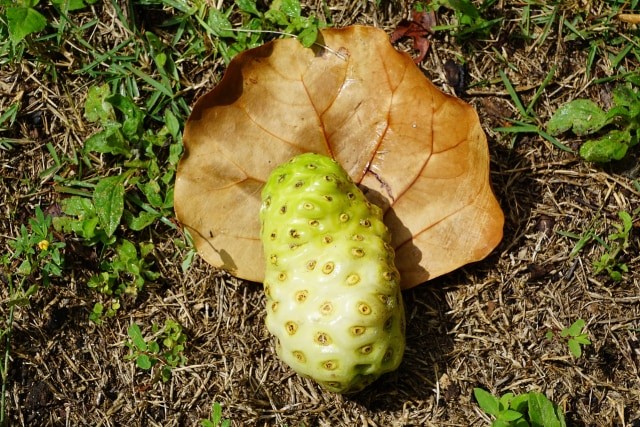 Manfaat mengkudu berkhasiat mengobati penyakit pencernaan. Foto: Shutterstock