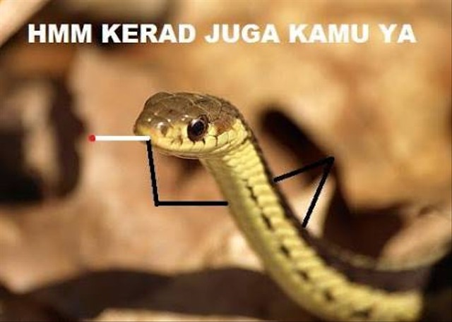 Ilustrasi kerad arrtinya Foto: Twitter/rhmtidiot