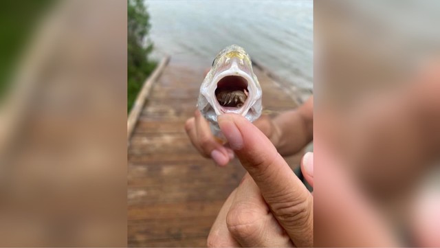 Parasit di lidah ikan croaker Atlantik. Foto: Taman Negara Bagian Pulau Galveston Texas