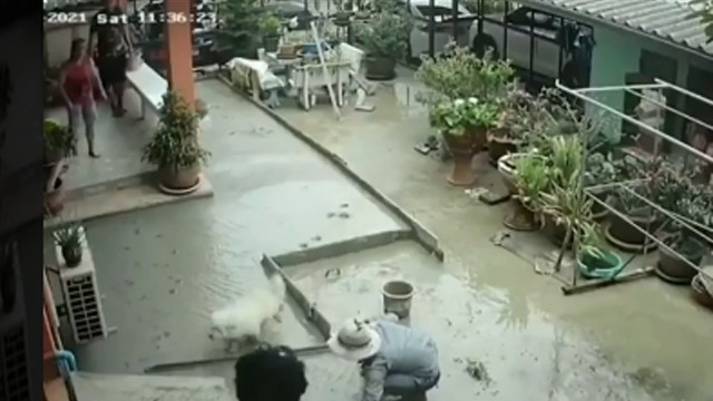 Kuli apes sedang mengecor halaman rumah malah diusilin anjing. (Foto: @netizeniseng/Instagram)