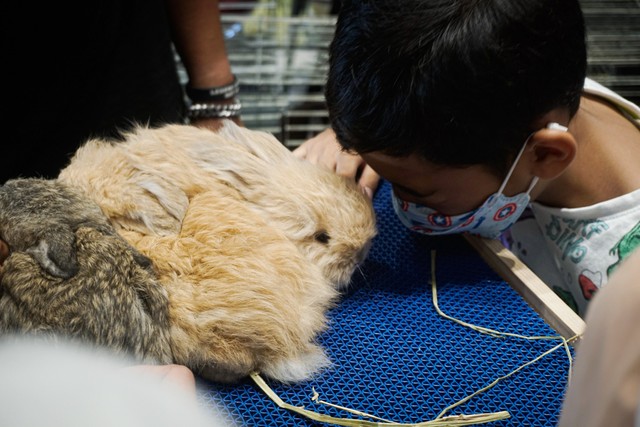 Pengunjung di pameran hewan peliharaan eksotis Exotique Pet Expo digelar di Senayan Park, Jakarta, Minggu (31/10). Foto: Iqbal Firdaus/kumparan
