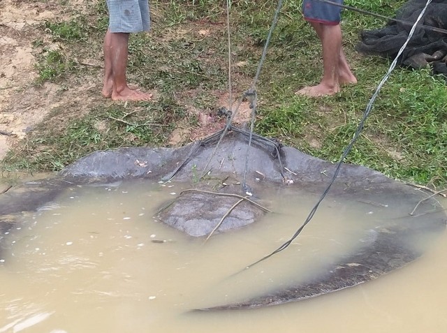 Ikan pari besar yang ditemukan warga di Sungai Batanghari, berhasil ditangkap. (Foto: Jambikita)