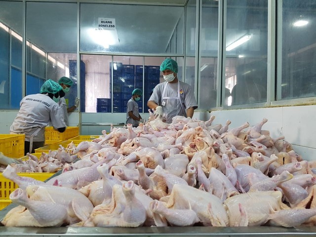 Petugas menyiapkan ayam potong di PT Widodo Makmur Unggas Tbk (WMUU). Foto: Dok. Pribadi