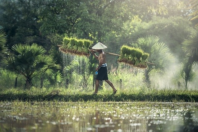 Ilustrasi: Petani. Foto: Pixabay