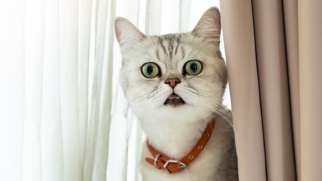 Kucing (Foto: Shutterstock)