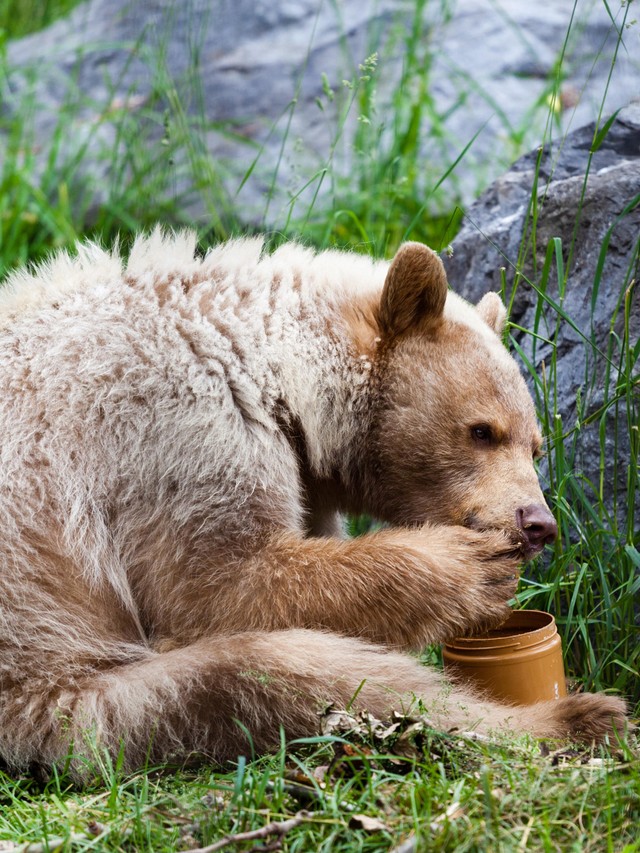 Ilustrasi beruang dan madu. Foto: Shutter Stock