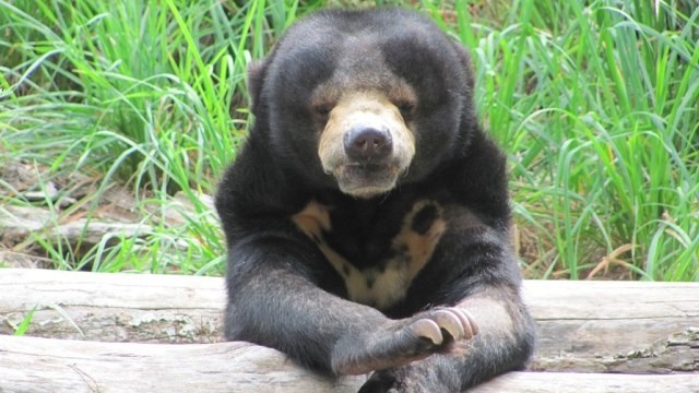 Beruang Madu. Foto: Bambi D/Pixabay
