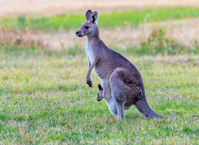 Ilustrasi flora dan fauna unik di benua Australia. Sumber: Unsplash