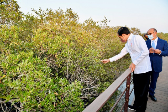 Pemerintah Rehabilitasi Mangrove Untuk Atasi Perubahan Iklim & Pulihkan ...