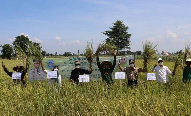 Panen Padi di Lamongan, Distan Harap Jatim Tetap Jadi Lumbung Pangan Nasional