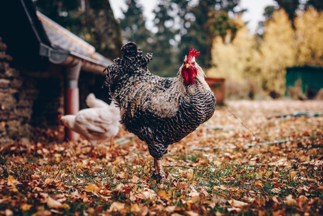 Ilustrasi beternak ayam. Peternakan ayam merupakan contoh usaha yang menguntungkan di desa. Foto: Pexels