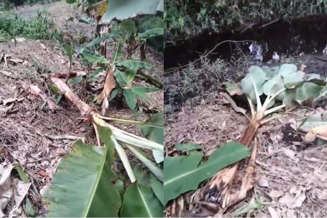 Pohon pisang warga di kebun bertumbangan. Foto: Tangkapan Layar Instagram @sambasinformasi