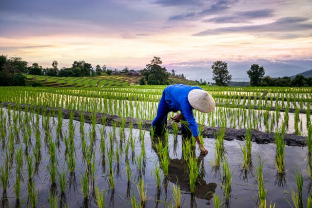 Penanaman padi di sawah termasuk usaha di bidang pertanian. Foto: iStock