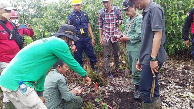 Harimau Sumatera Seret Bocah Berumur 12 Tahun hingga Tewas di Depan Orang Tuanya