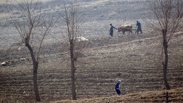 Petani Korea Utara bekerja di ladang