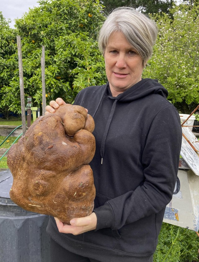 Donna Craig-Brown memegang kentang besar yang digali dari kebunnya di rumahnya dekat Hamilton, Selandia. Foto: Colin Craig-Brown via AP