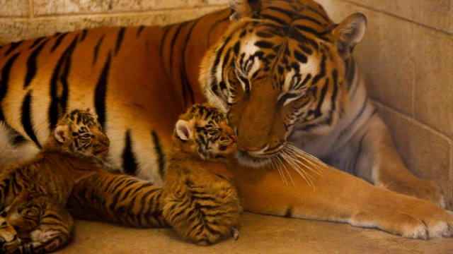 Seekor harimau Bengal bernama Thalia merawat empat anaknya yang baru lahir di Kebun Binatang San Jorge di Ciudad Juarez, Meksiko. Foto: Jose Luis Gonzalez/REUTERS