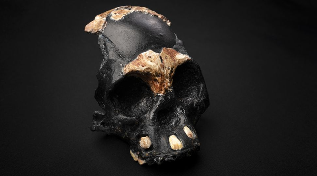Tengkorak "Leti" yang direkonstruksi, seorang Homo naledi muda. Tengkorak itu ditemukan di dalam lorong kecil jauh di dalam gua Afrika Selatan, dan mungkin berusia lebih dari 241.000 tahun.  Foto: Wits University