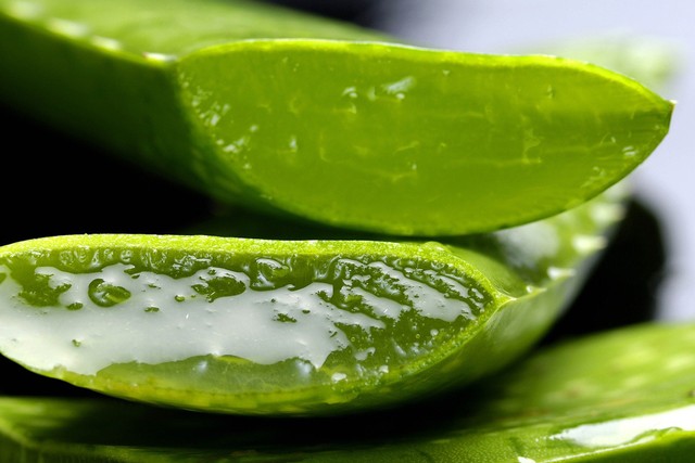 sumber : pixabay.com tumbuhan aloevera