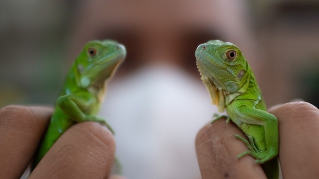 Warga menunjukkan bayi iguana yang baru ditetaskan dari hasil budi daya di Palembang, Sumatera Selatan, Selasa (9/10/2021). Foto: Nova Wahyudi/ANTARA FOTO