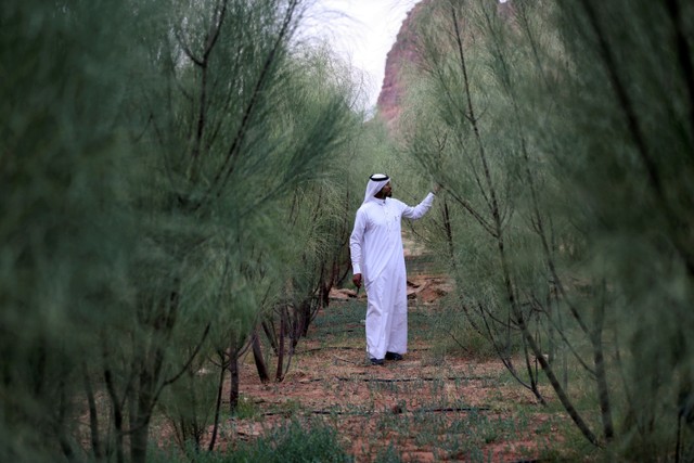 Waleed Al-Toailei, seorang petani Saudi, menunjukkan produksi kelornya saat dia mengawetkan kelor Arab bekerja sama dengan Peregrina Center di AlUla, Arab Saudi. Foto: Ahmed Yosri/REUTERS