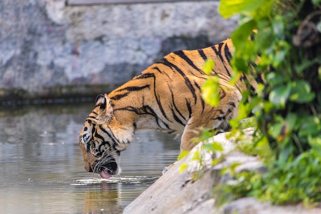 Penampakan Harimau minum, dok: pixabay