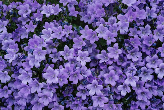 Ilustrasi Warna Lilac adalah Warna Ungu yang Lembut, Simak Selengkapnya! Foto: Pexels