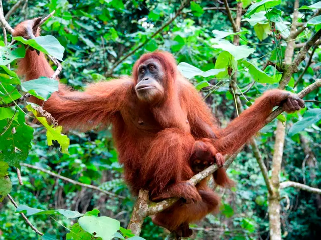 Orangutan adalah salah satu hewan endemik Indonesia. Foto: Pexels.com