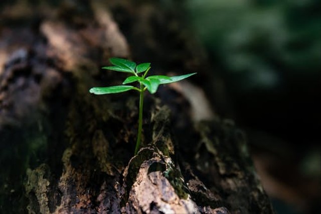 Ilustrasi urutan takson tanaman di muka bumi Foto: dok. https://www.pexels.com/