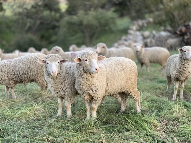 Ilustrasi perumpamaan gembala domba dalam Yohanes 10 Foto: Unsplash