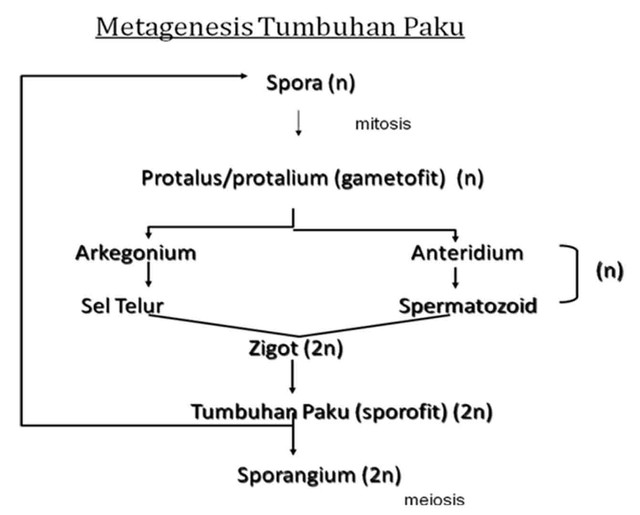 Metagenesis Tumbuhan Paku Pengertian Skema Dan Jenisnya