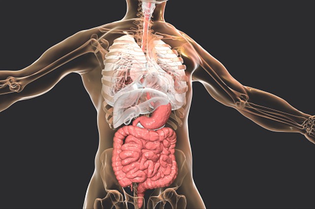 Ilustrasi organ-organ yang tergabung dalam sistem ekskresi mansuia. Foto: dok. https://unsplash.com/
