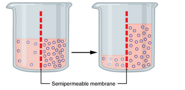 Ilustrasi contoh osmosis. Foto: wikipedia