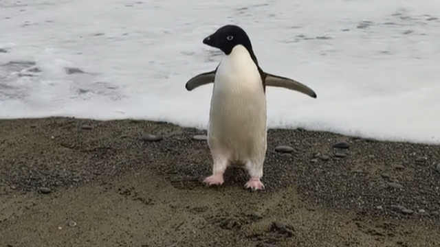 Pingu si penguin ditemukan sendirian di pantai Selandia Baru.
