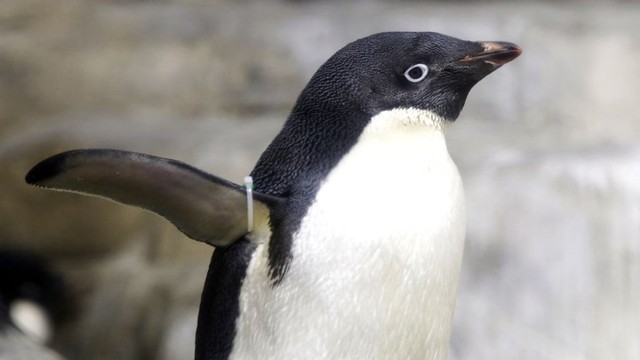 Penguin jenis Adélie hanya hidup di kawasan Antartika.