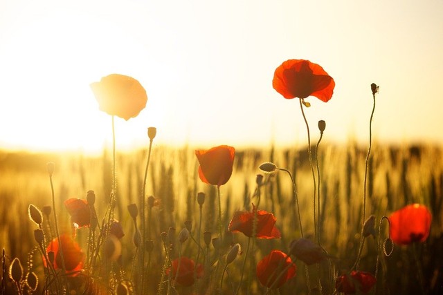Ilustrasi Fototropisme. (Foto: https://pixabay.com/id/)